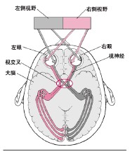 医大二院破解——视神经之谜