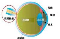 第一人民医院为您解答视网膜“潜在”的定义
