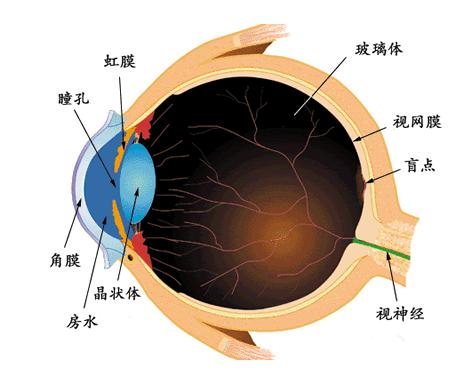 视神经萎缩症状